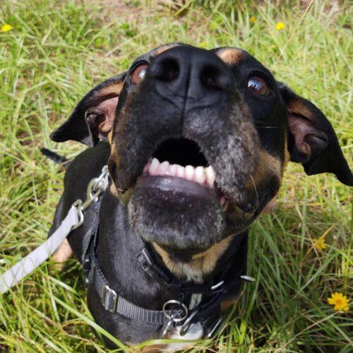 Enlarge Willow Grace, a Adoptable mixed breed in Biloxi, MS image 1/6