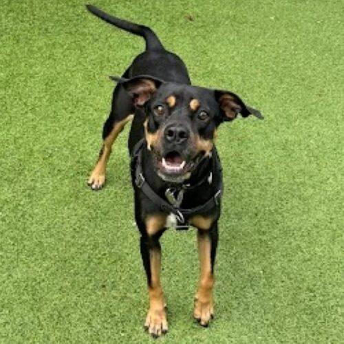 Enlarge Willow Grace, a Adoptable mixed breed in Biloxi, MS image 2/6