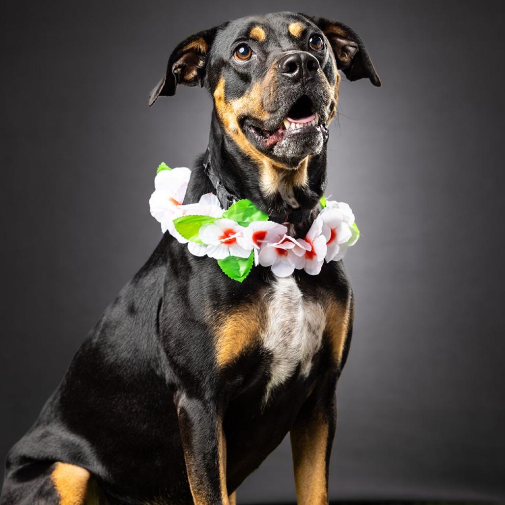 Enlarge Willow Grace, a Adoptable mixed breed in Biloxi, MS image 3/6