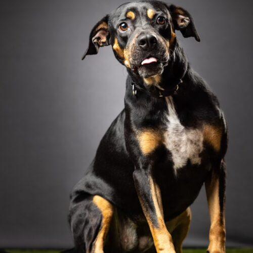 Enlarge Willow Grace, a Adoptable mixed breed in Biloxi, MS image 4/6