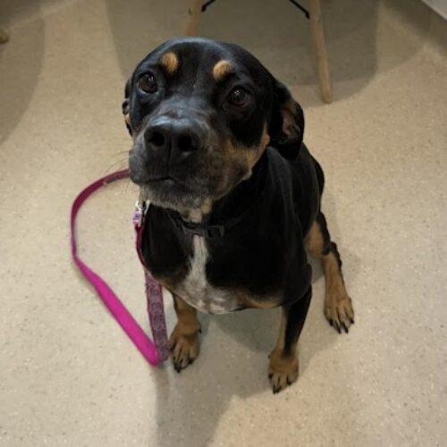 Enlarge Willow Grace, a Adoptable mixed breed in Biloxi, MS image 5/6