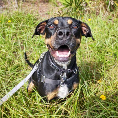 Enlarge Willow Grace, a Adoptable mixed breed in Biloxi, MS image 6/6