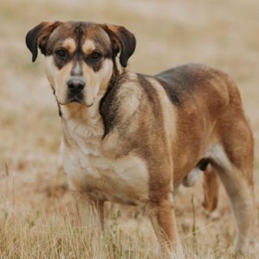 Enlarge Lilo, a Adoptable mixed breed in Salem, OR image 1/6