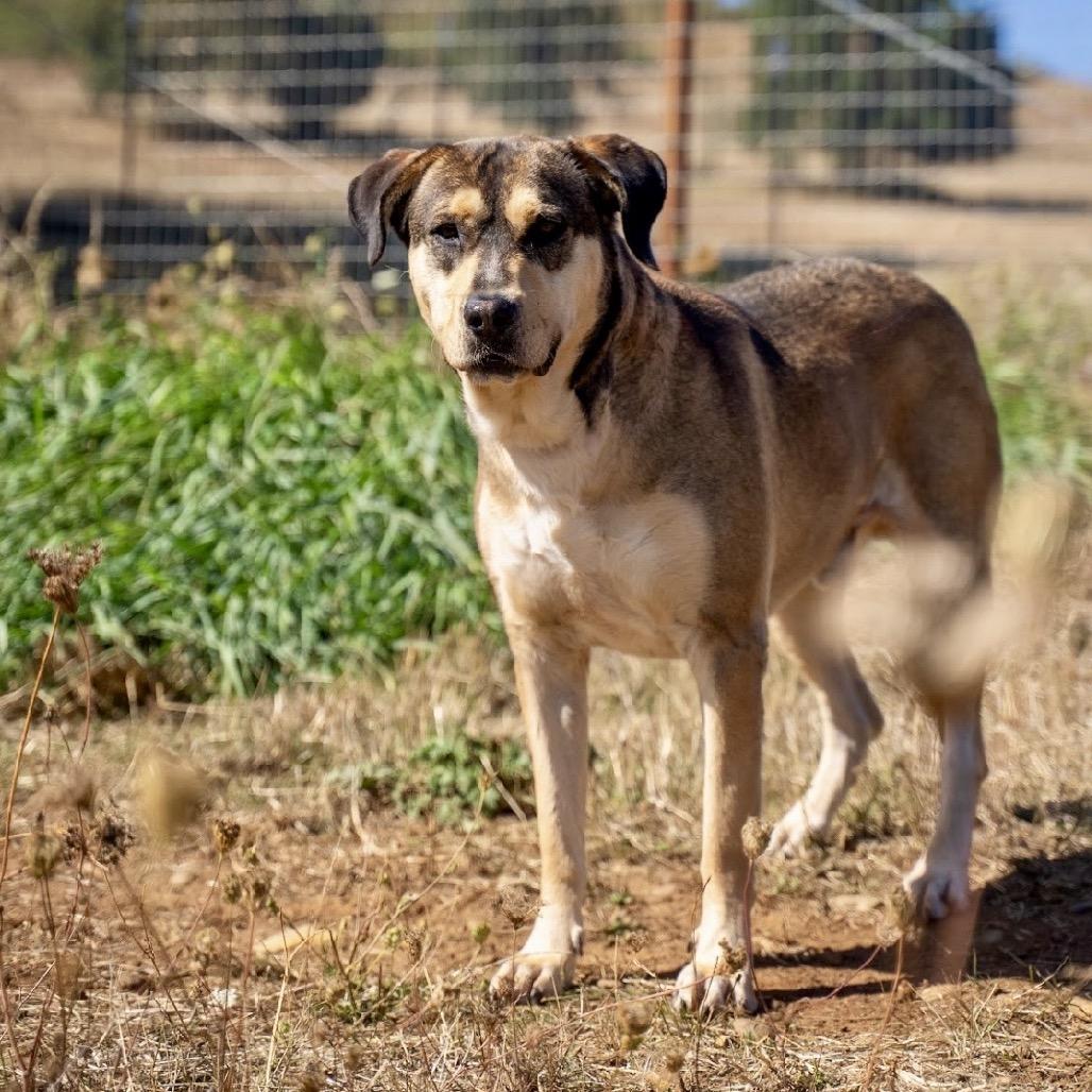 Enlarge Lilo, a Adoptable mixed breed in Salem, OR image 2/6