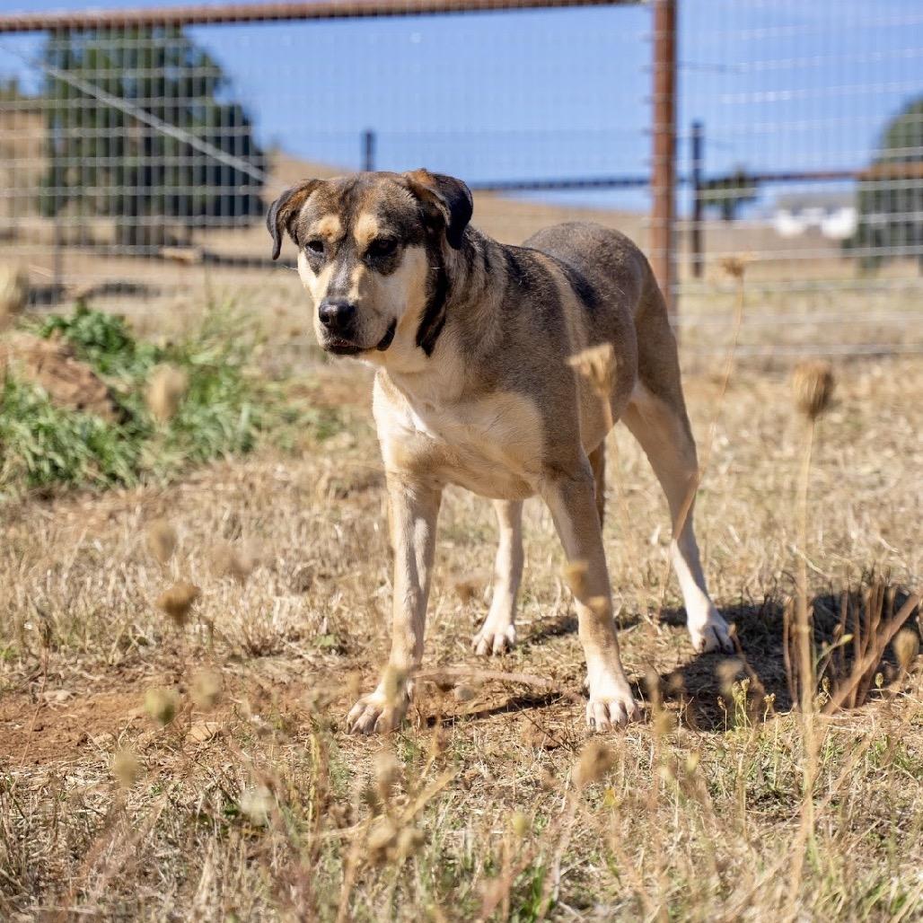 Enlarge Lilo, a Adoptable mixed breed in Salem, OR image 3/6