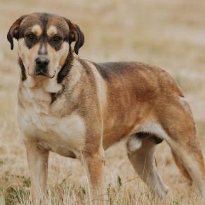 Enlarge Lilo, a Adoptable mixed breed in Salem, OR image 4/6
