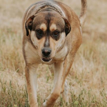 Enlarge Lilo, a Adoptable mixed breed in Salem, OR image 5/6