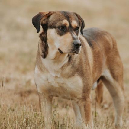 Enlarge Lilo, a Adoptable mixed breed in Salem, OR image 6/6