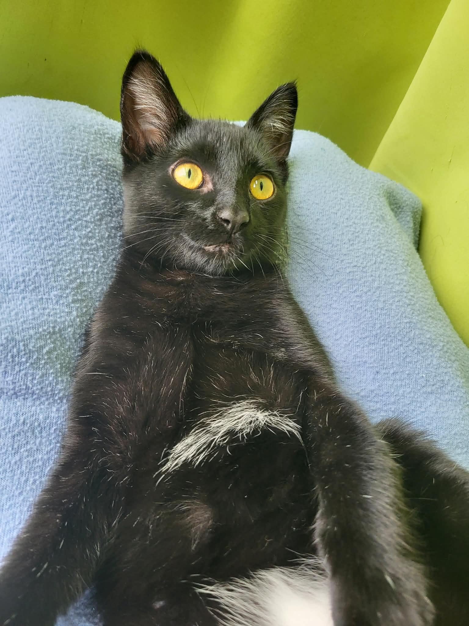 Enlarge Lagoon, a Adopted Domestic Short Hair in Milwaukee, WI image 3/6