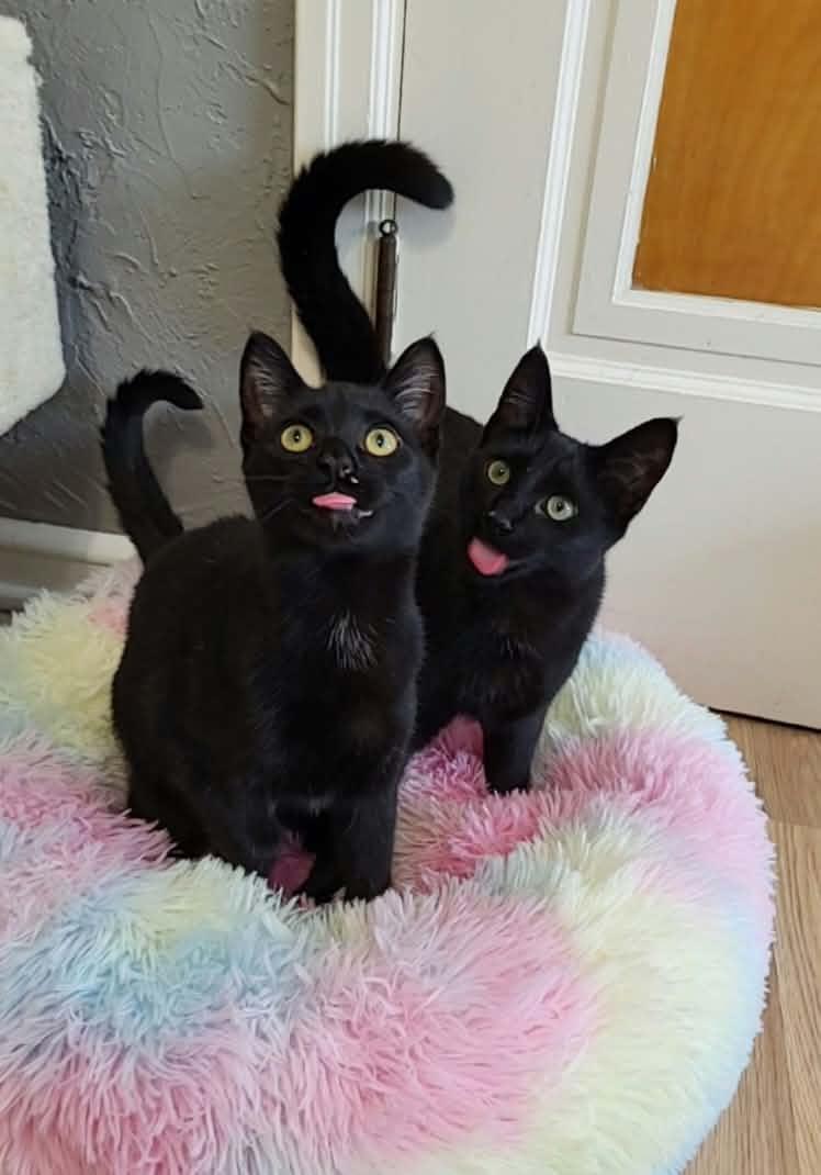Enlarge Lagoon, a Adopted Domestic Short Hair in Milwaukee, WI image 4/6