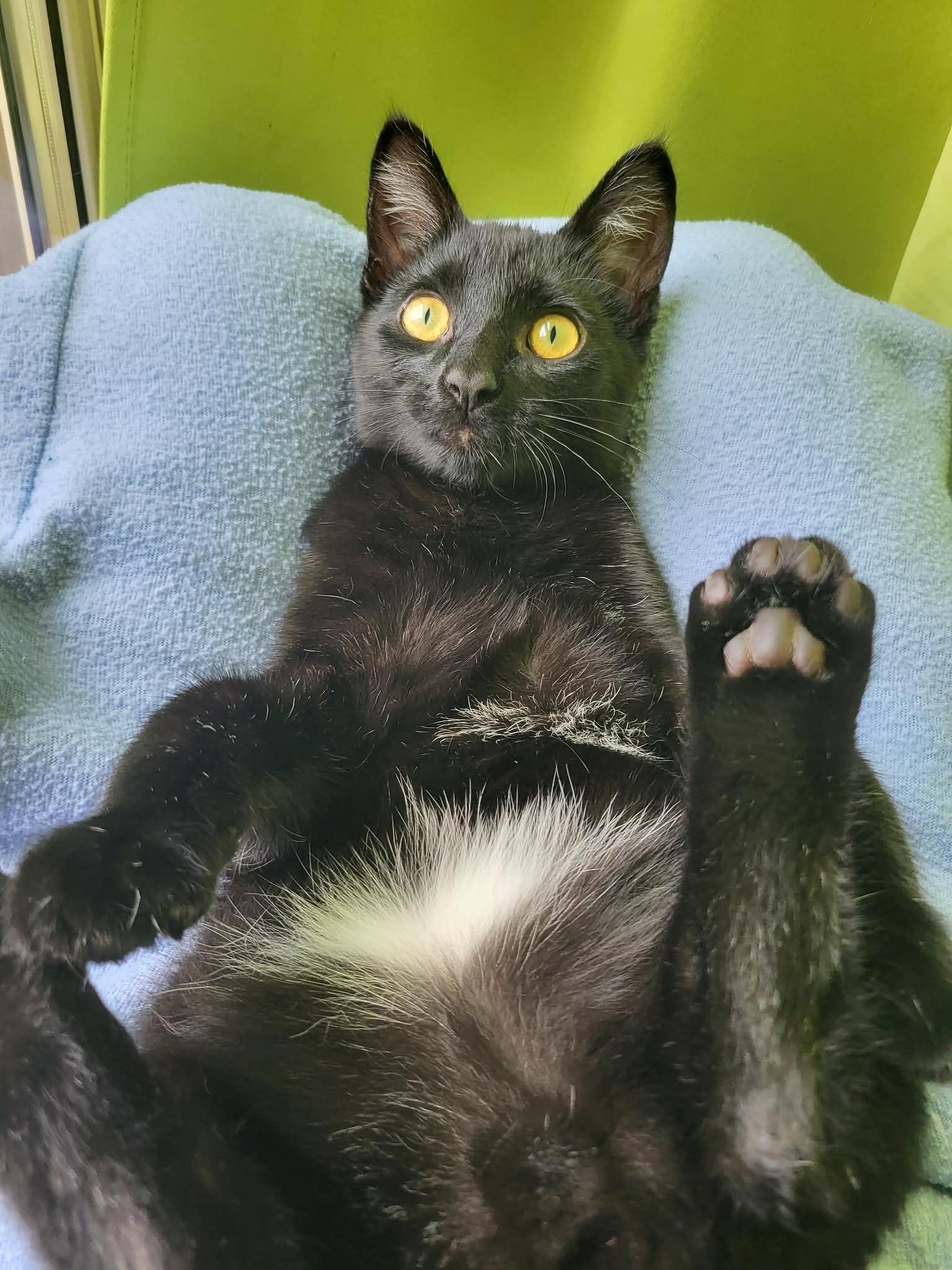 Lagoon, Adopted, Young Male Domestic Short Hair.