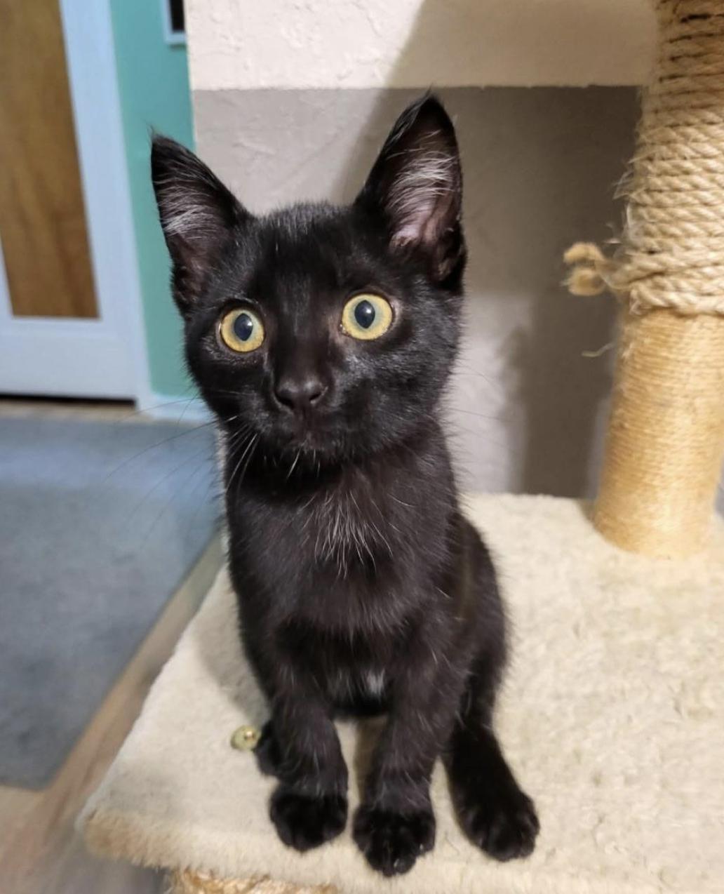 Enlarge Lagoon, a Adopted Domestic Short Hair in Milwaukee, WI image 2/6