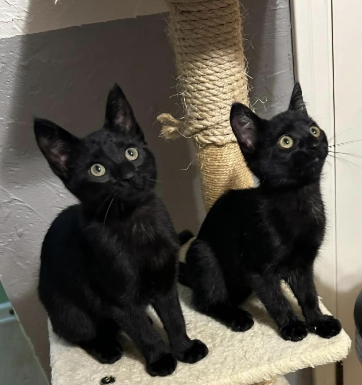 Enlarge Lagoon, a Adopted Domestic Short Hair in Milwaukee, WI image 5/6