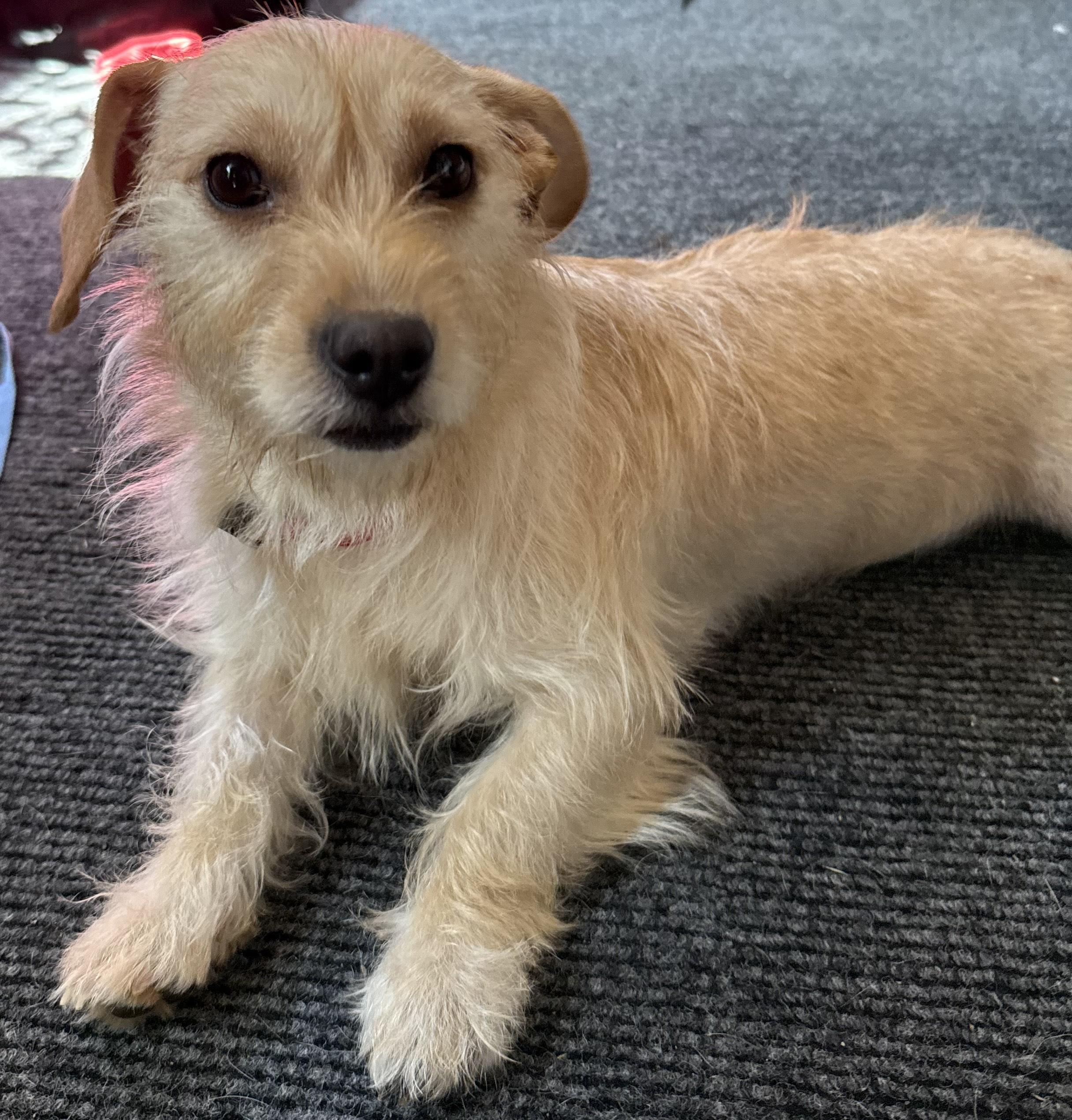 Enlarge Lola, a Adopted Norwich Terrier in Franklinton, NC image 2/4