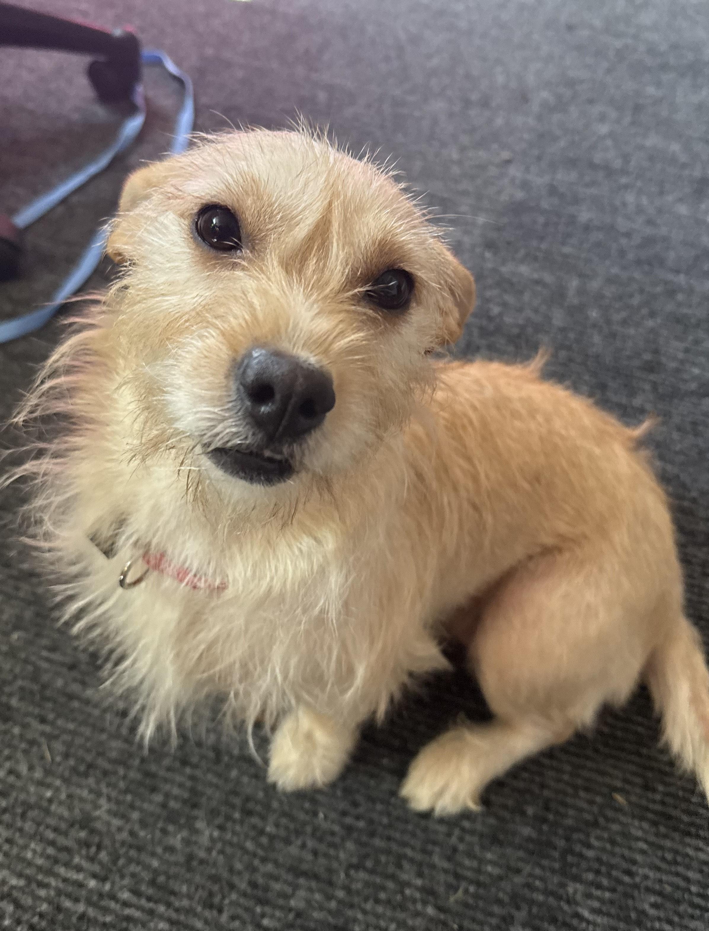 Lola, Adopted, Young Female Norwich Terrier.