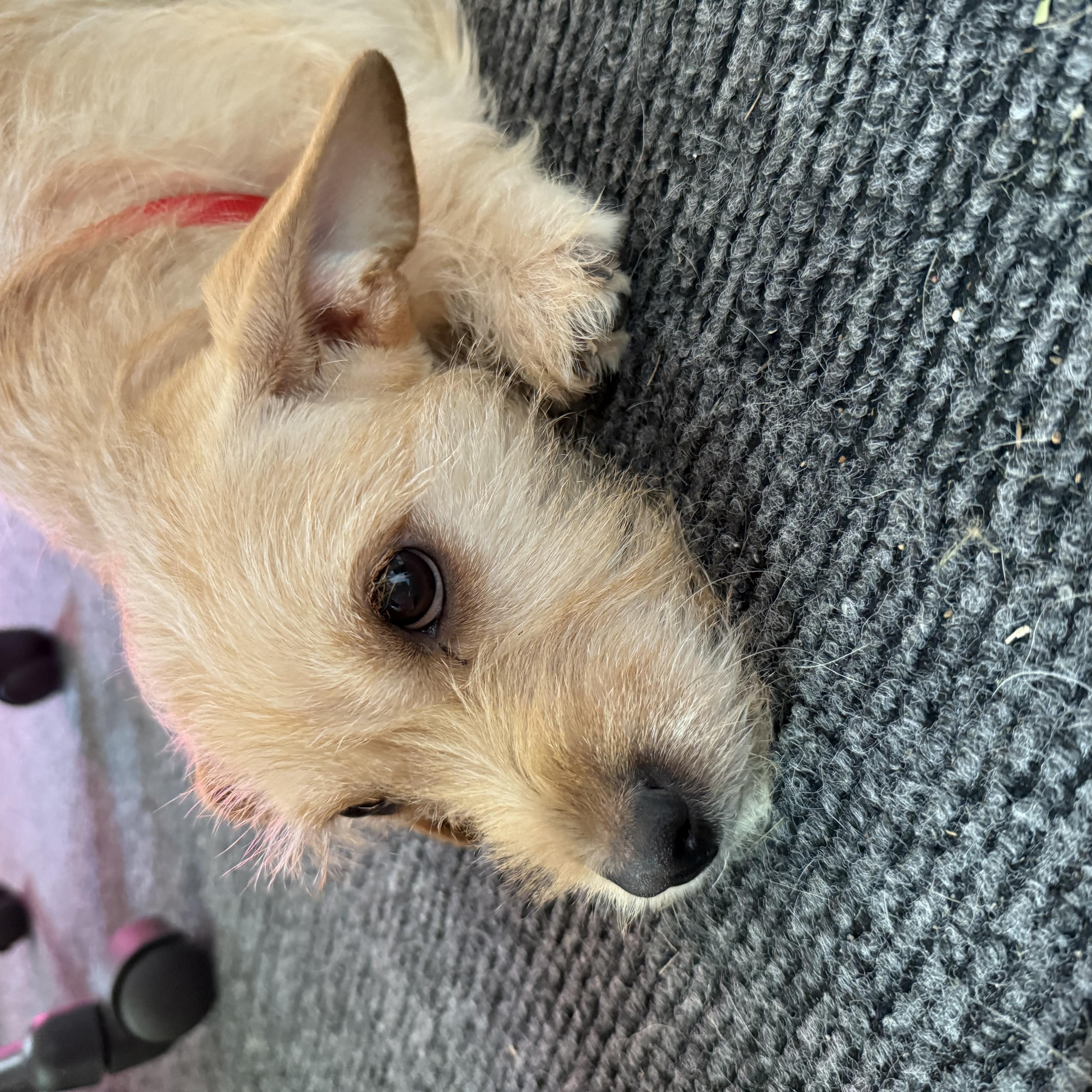 Enlarge Lola, a Adopted Norwich Terrier in Franklinton, NC image 4/4