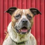 Enlarge Atticus, a ADOPTABLE mixed breed in La Grange, TX image 1/1