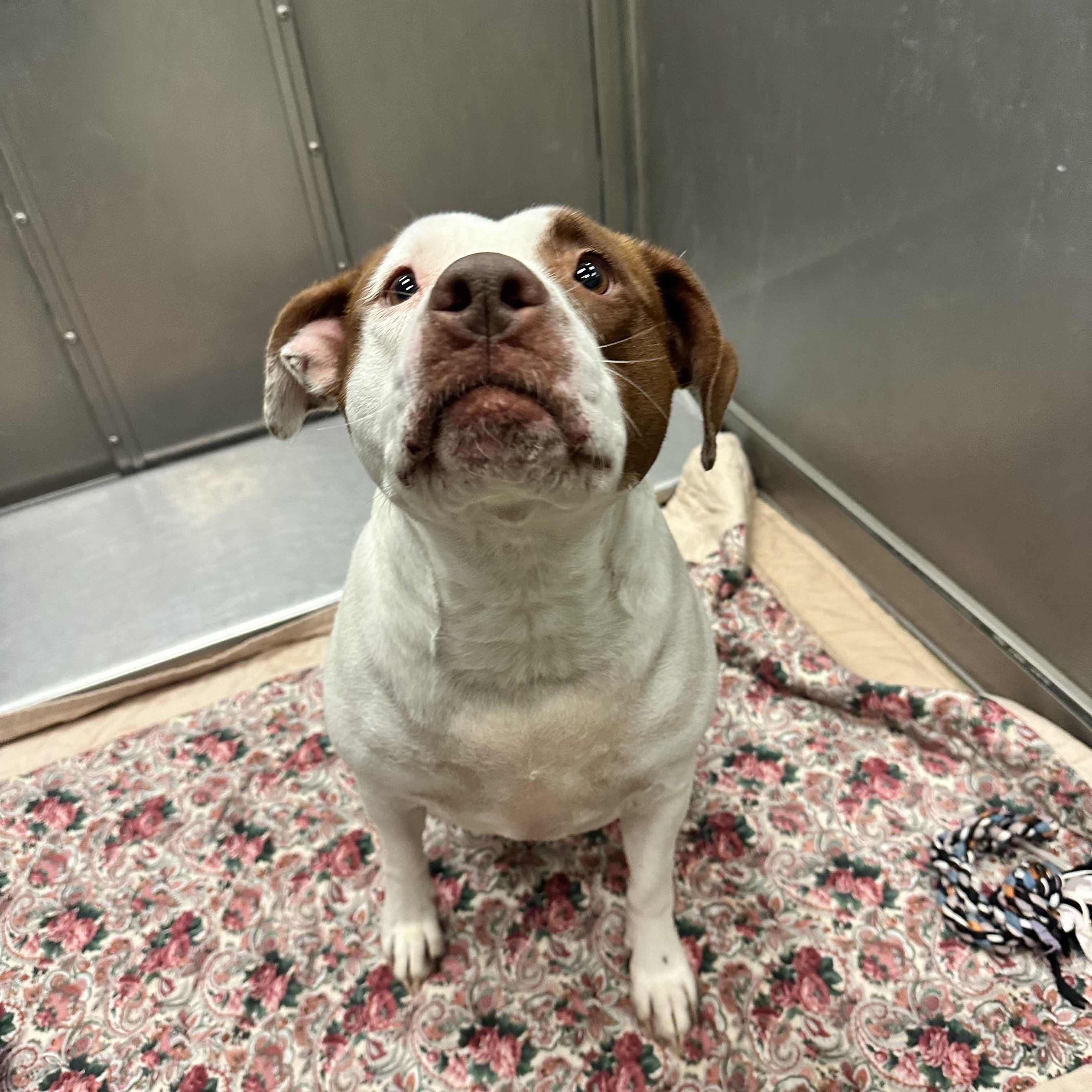 Enlarge Harley, a ADOPTABLE Pit Bull Terrier in Kearney, NE image 1/1