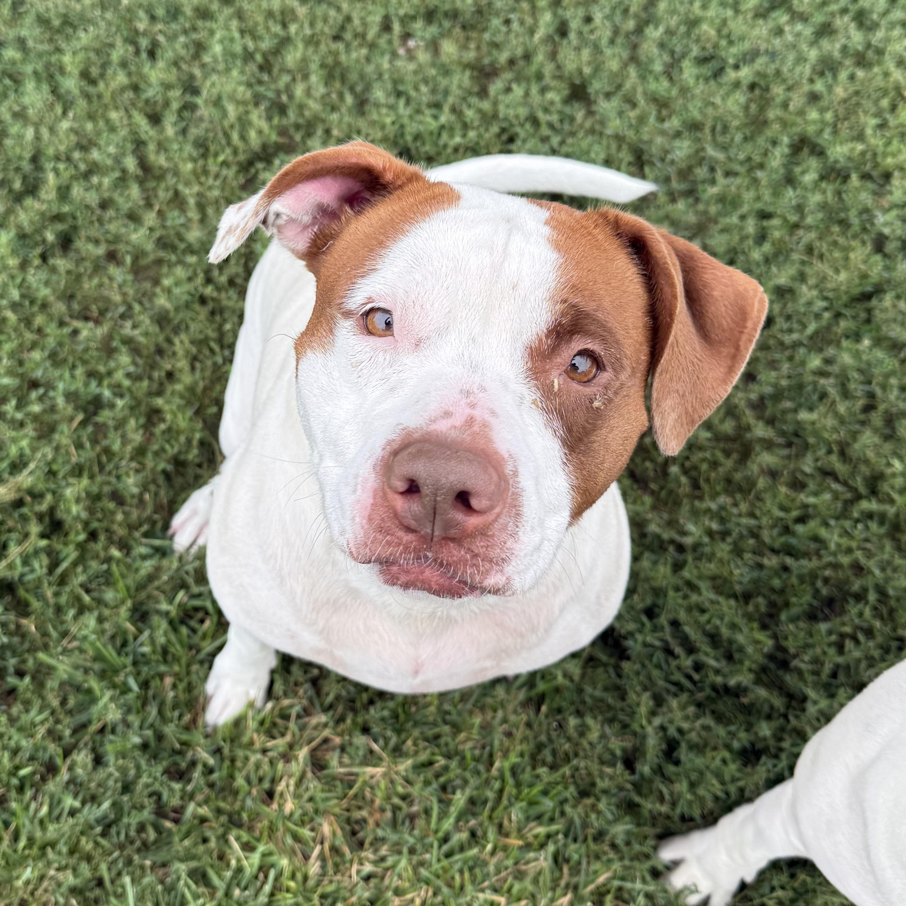 Enlarge Harley, a ADOPTABLE Pit Bull Terrier in Kearney, NE image 2/3