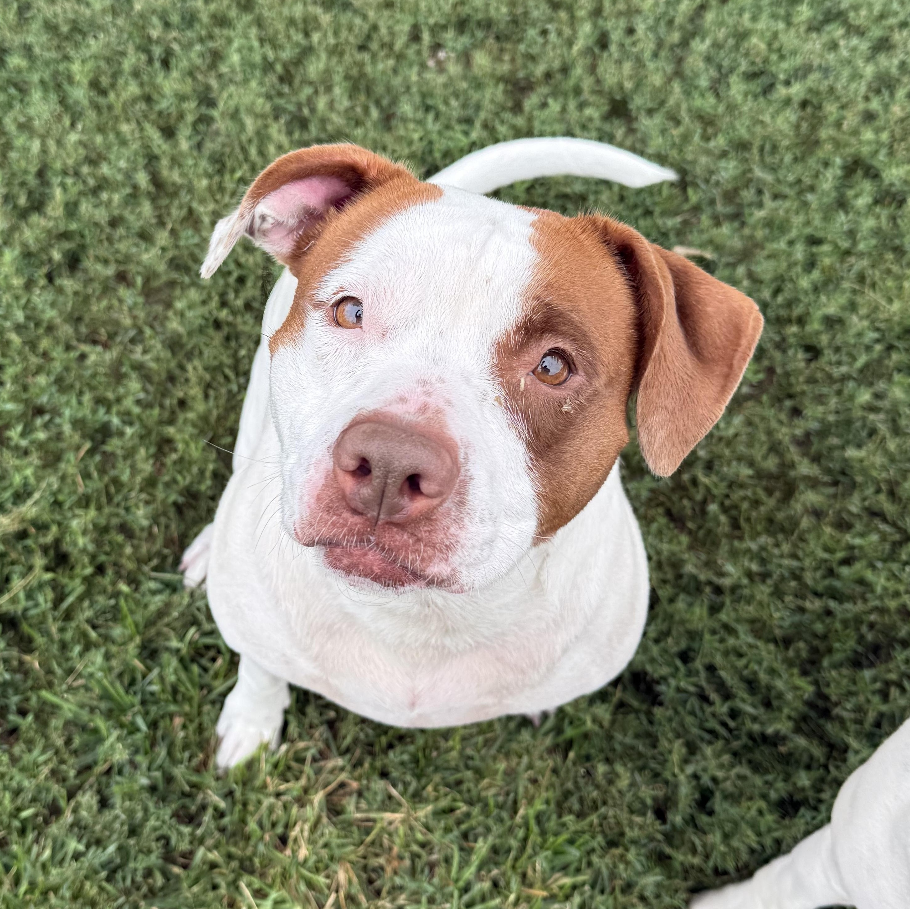Harley, ADOPTABLE, Adult Female Pit Bull Terrier.