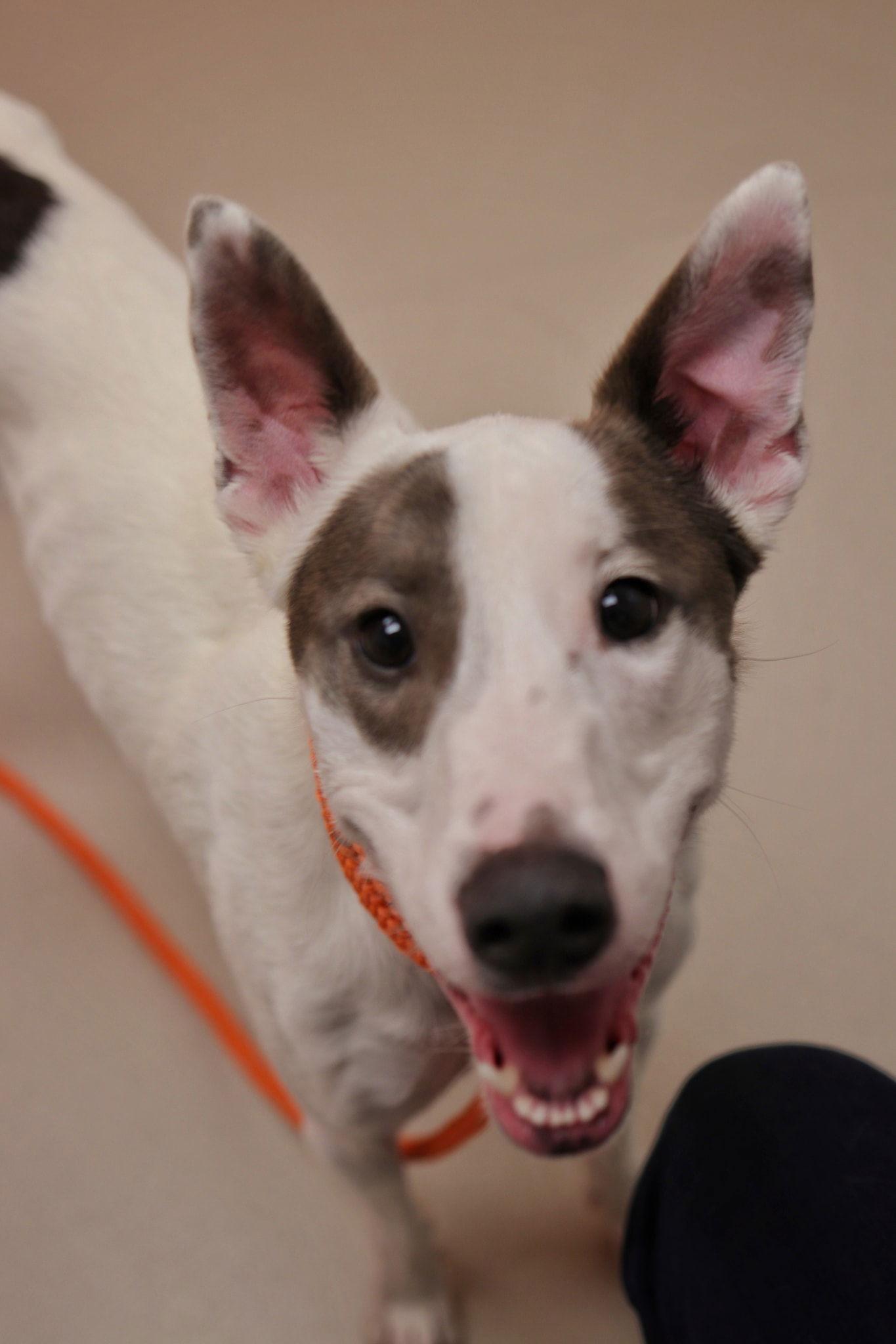 Lexi, a Adoptable Greyhound in Seattle, WA image 1/3
