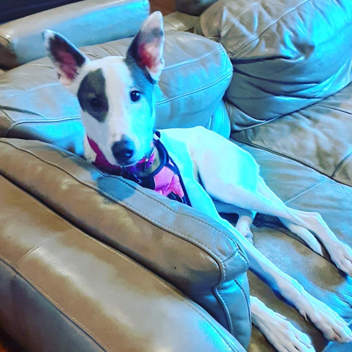 Lexi, a Adoptable Greyhound in Seattle, WA image 2/3