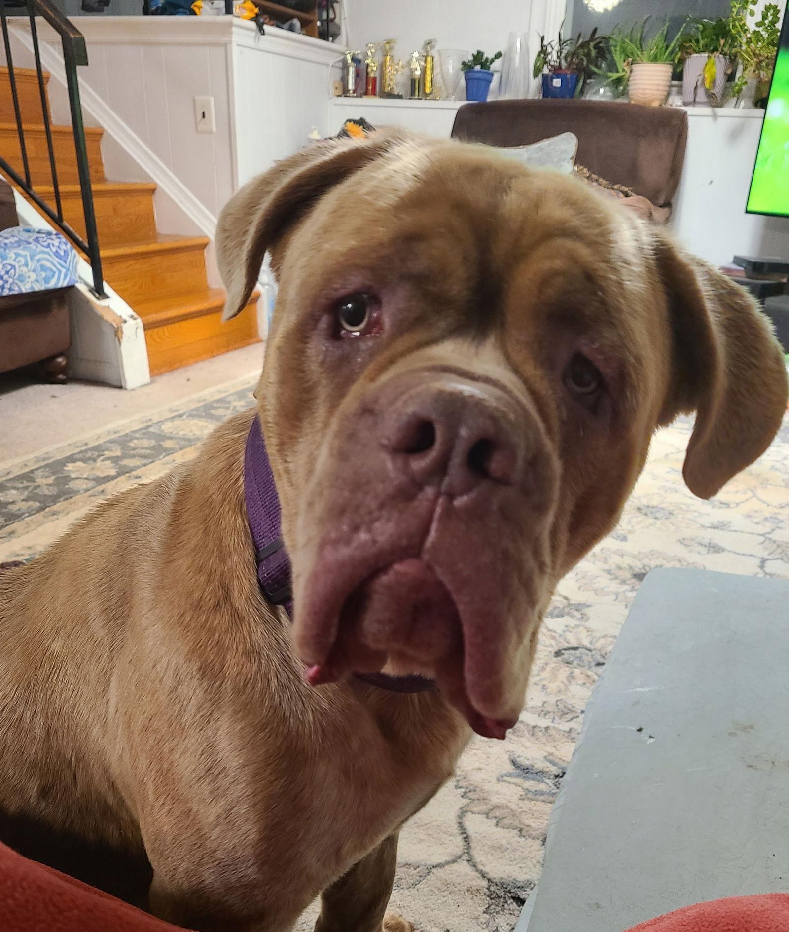 King, Adopted, Young Male Cane Corso.