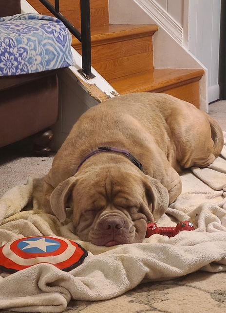 Enlarge King, a Adopted Cane Corso in Chambersburg, PA image 2/3