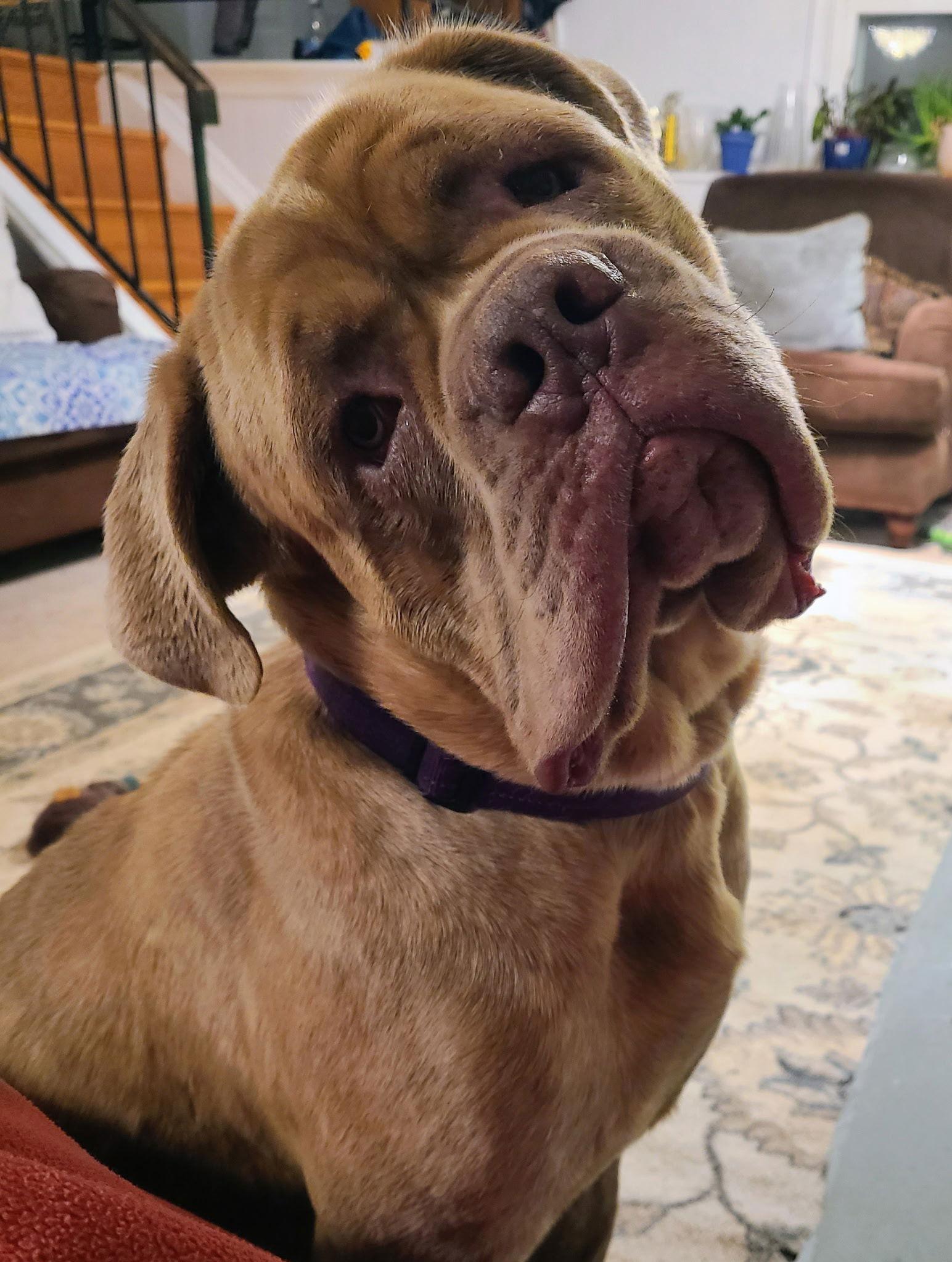 Enlarge King, a Adopted Cane Corso in Chambersburg, PA image 3/3