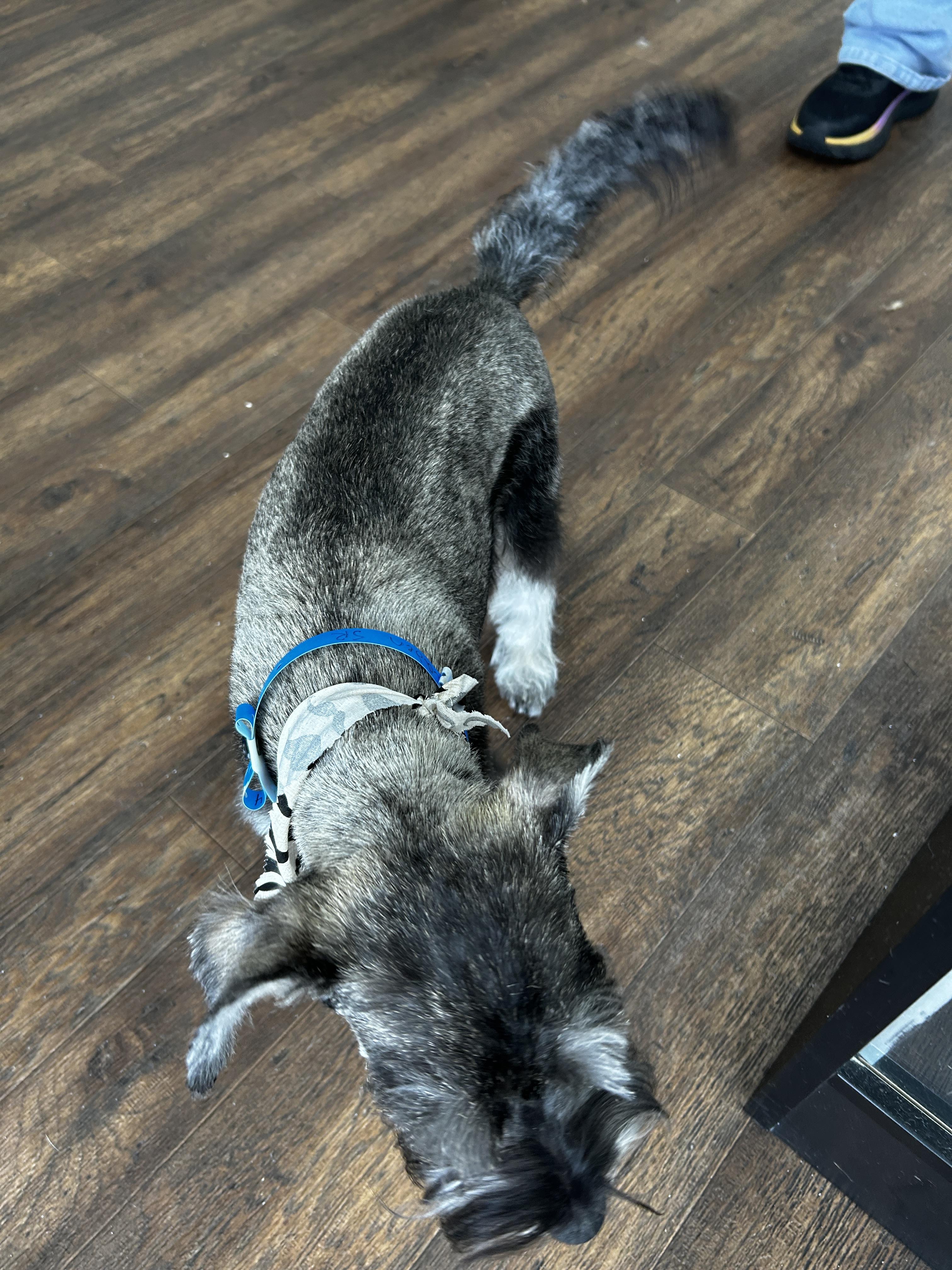 Enlarge Caden 2046, an adopted Miniature Schnauzer in Carrollton, TX image 3/3