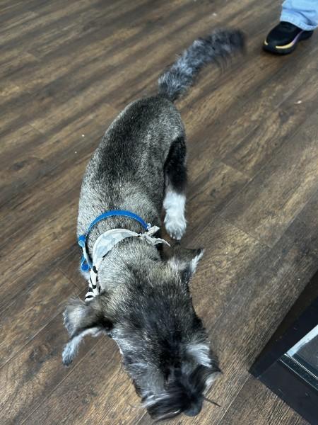 Enlarge Caden 2046, an adopted Miniature Schnauzer in Carrollton, TX image 2/3