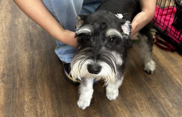 Enlarge Caden 2046, an adopted Miniature Schnauzer in Carrollton, TX image 1/3