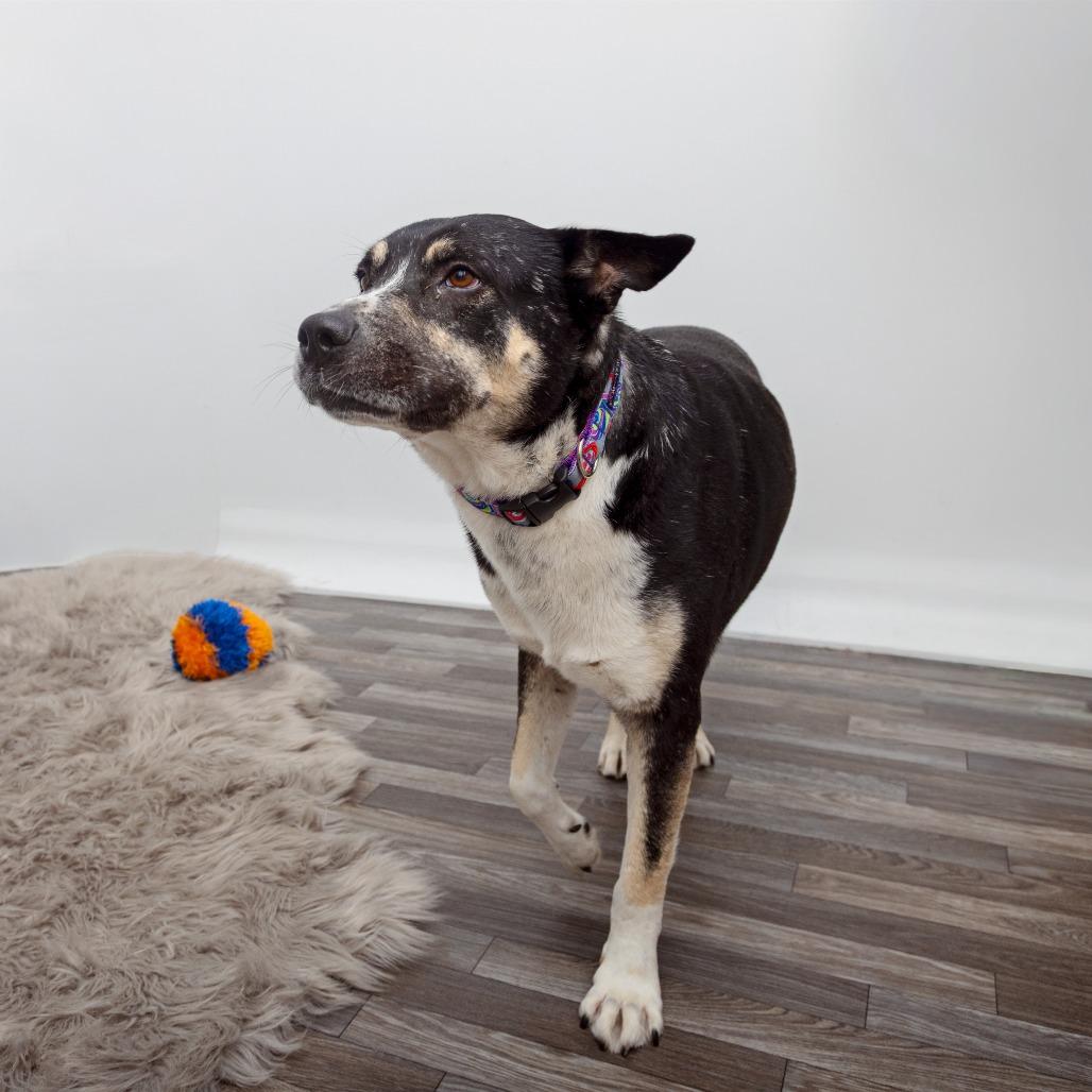 Ochoa, Adoptable, Senior Male Cattle Dog & Mixed Breed.