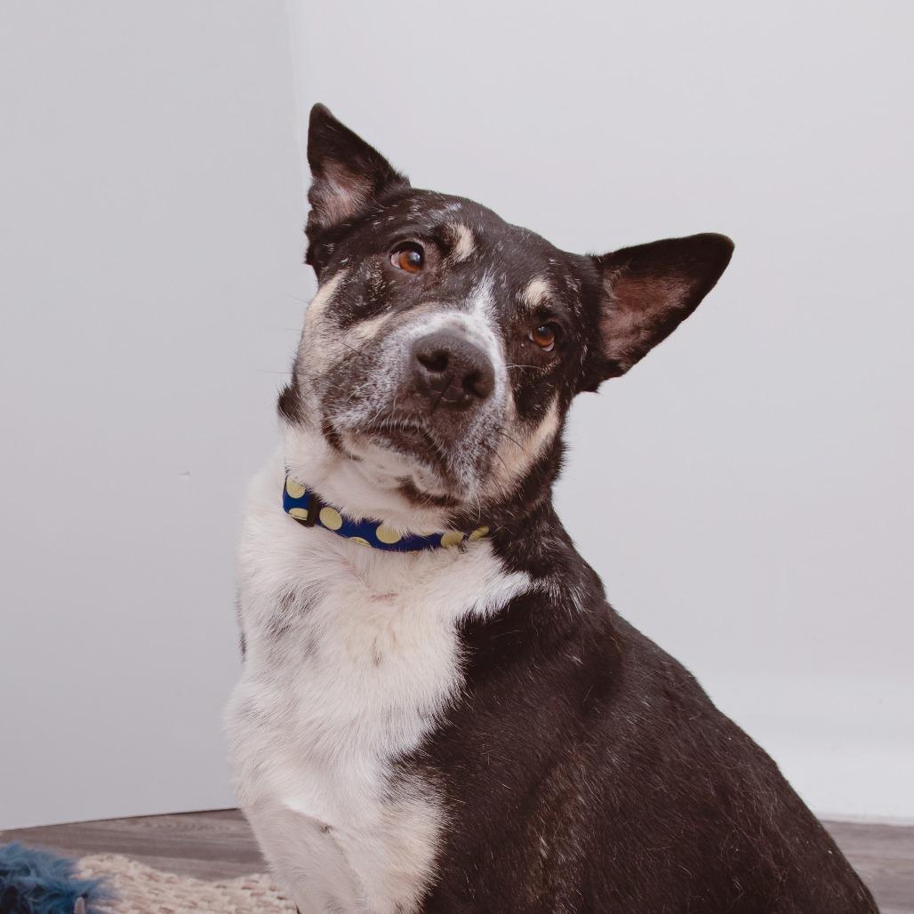 Enlarge Ochoa, a Adoptable mixed breed in Los Angeles, CA image 2/6