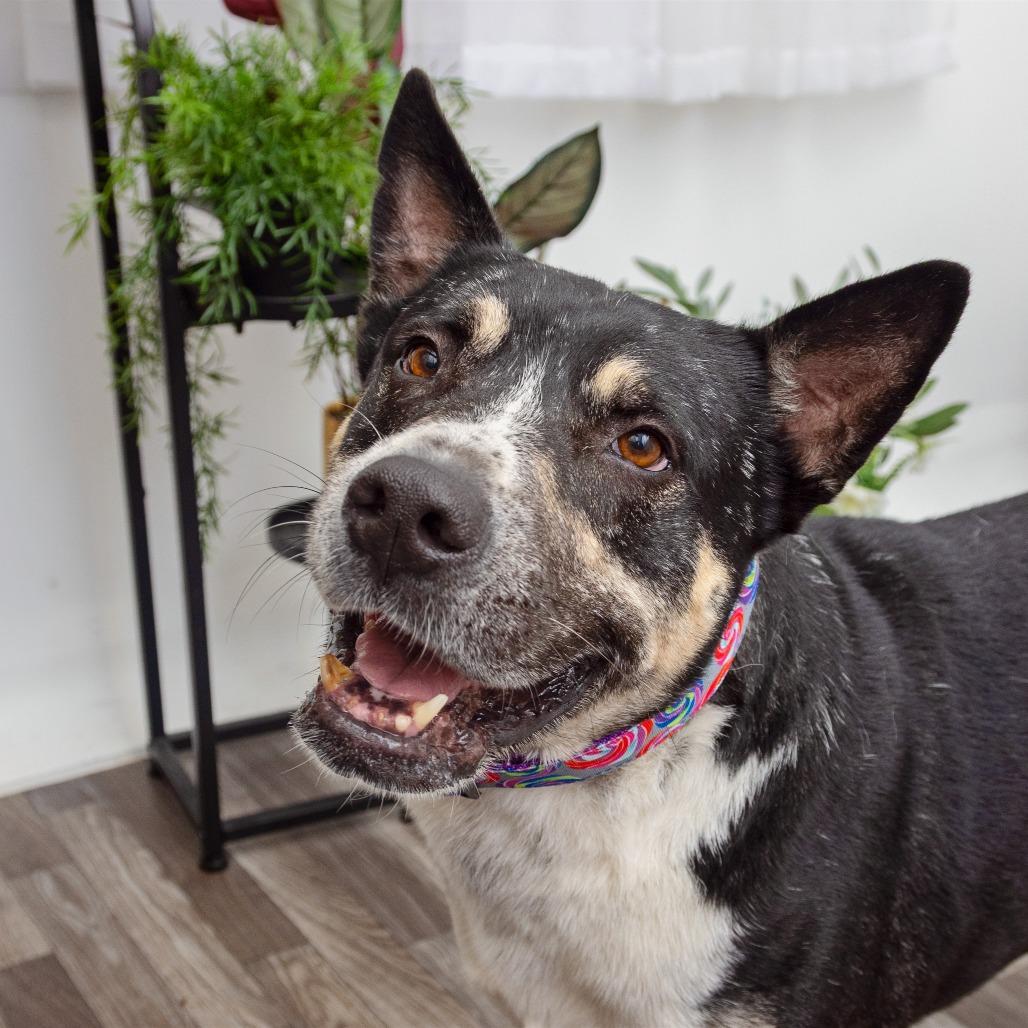 Enlarge Ochoa, a Adoptable mixed breed in Los Angeles, CA image 3/6