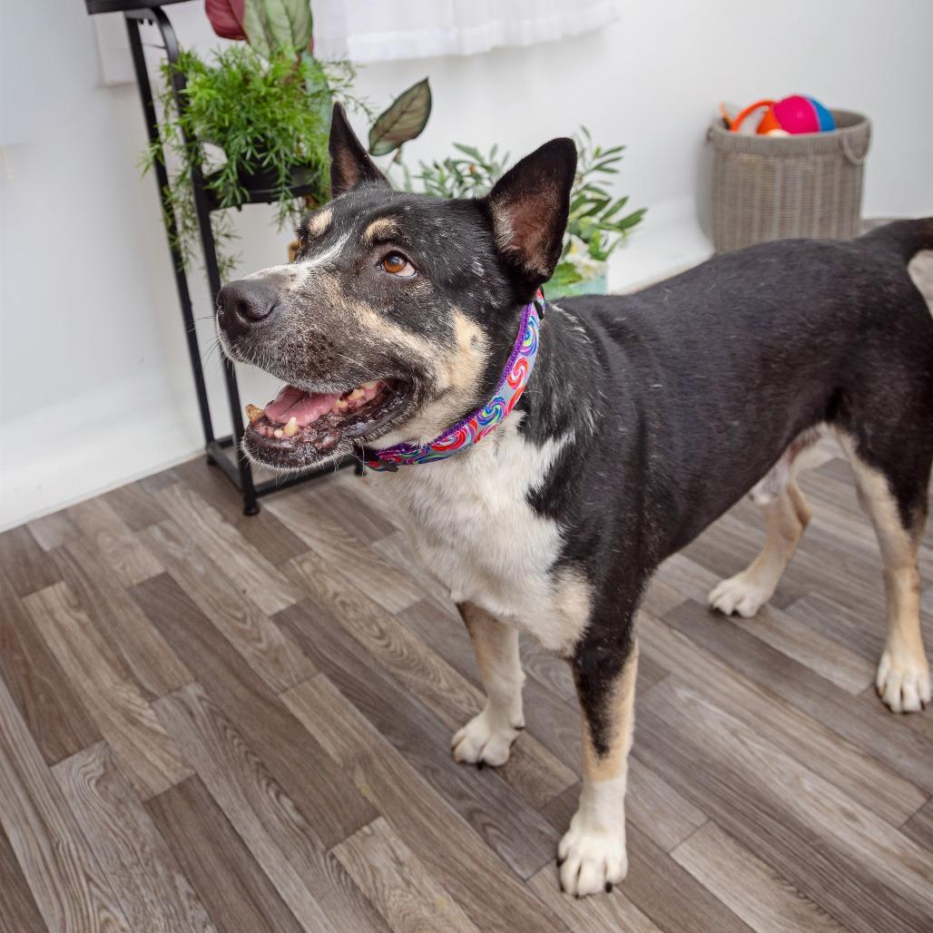 Enlarge Ochoa, a Adoptable mixed breed in Los Angeles, CA image 4/6