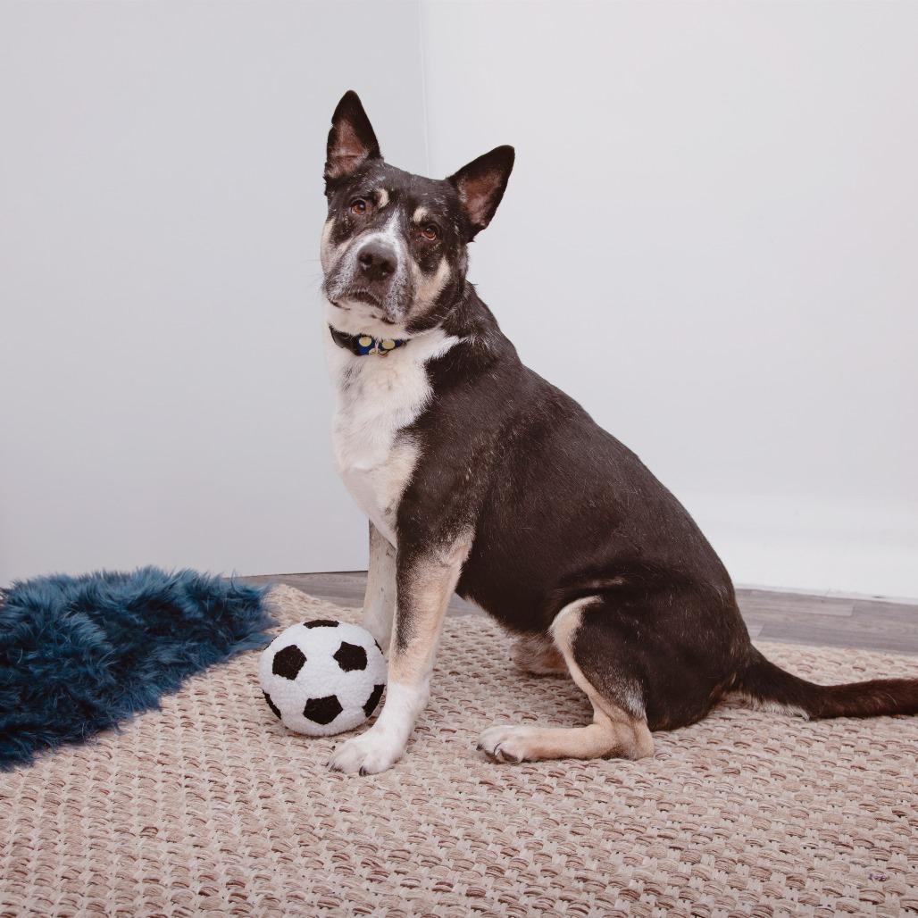 Enlarge Ochoa, a Adoptable mixed breed in Los Angeles, CA image 5/6