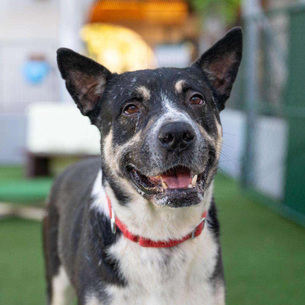Enlarge Ochoa, a Adoptable mixed breed in Los Angeles, CA image 6/6