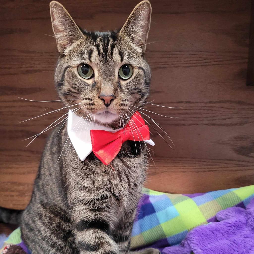 Enlarge Murph, a Adoptable Domestic Short Hair in Defiance, OH image 1/6