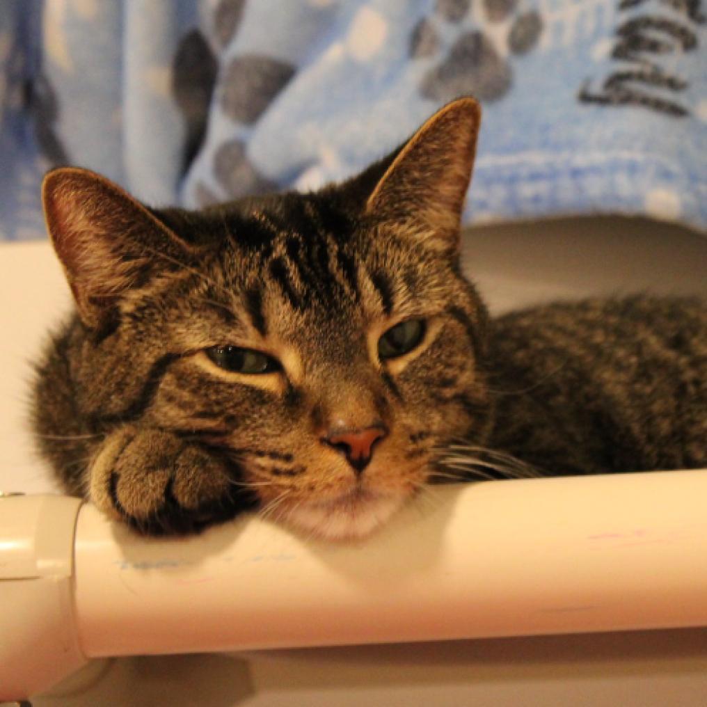 Enlarge Murph, a Adoptable Domestic Short Hair in Defiance, OH image 2/6