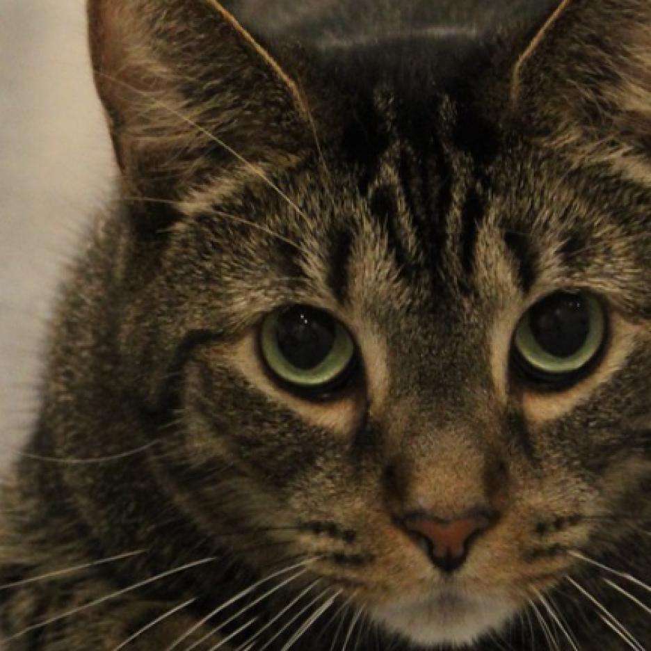 Enlarge Murph, a Adoptable Domestic Short Hair in Defiance, OH image 3/6