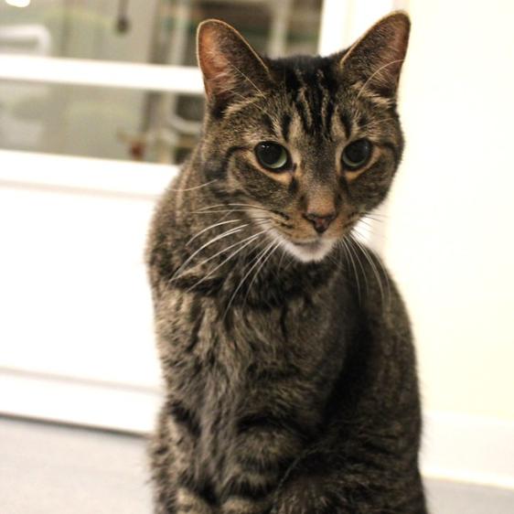 Enlarge Murph, a Adoptable Domestic Short Hair in Defiance, OH image 4/6