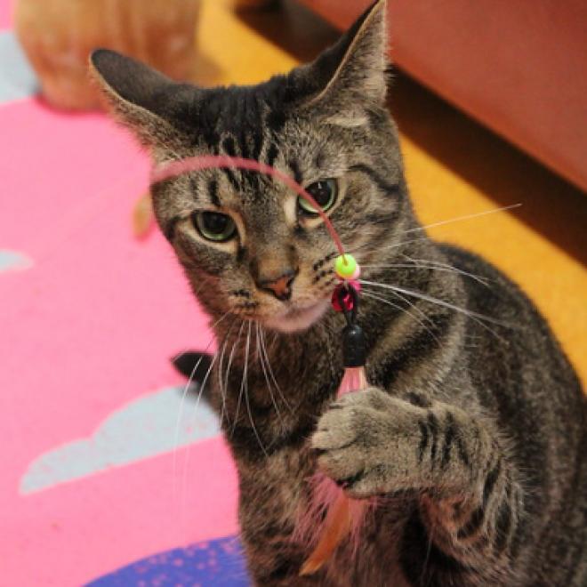 Enlarge Murph, a Adoptable Domestic Short Hair in Defiance, OH image 5/6