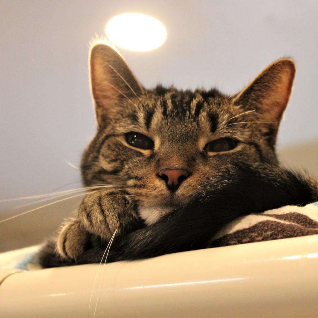 Enlarge Murph, a Adoptable Domestic Short Hair in Defiance, OH image 6/6