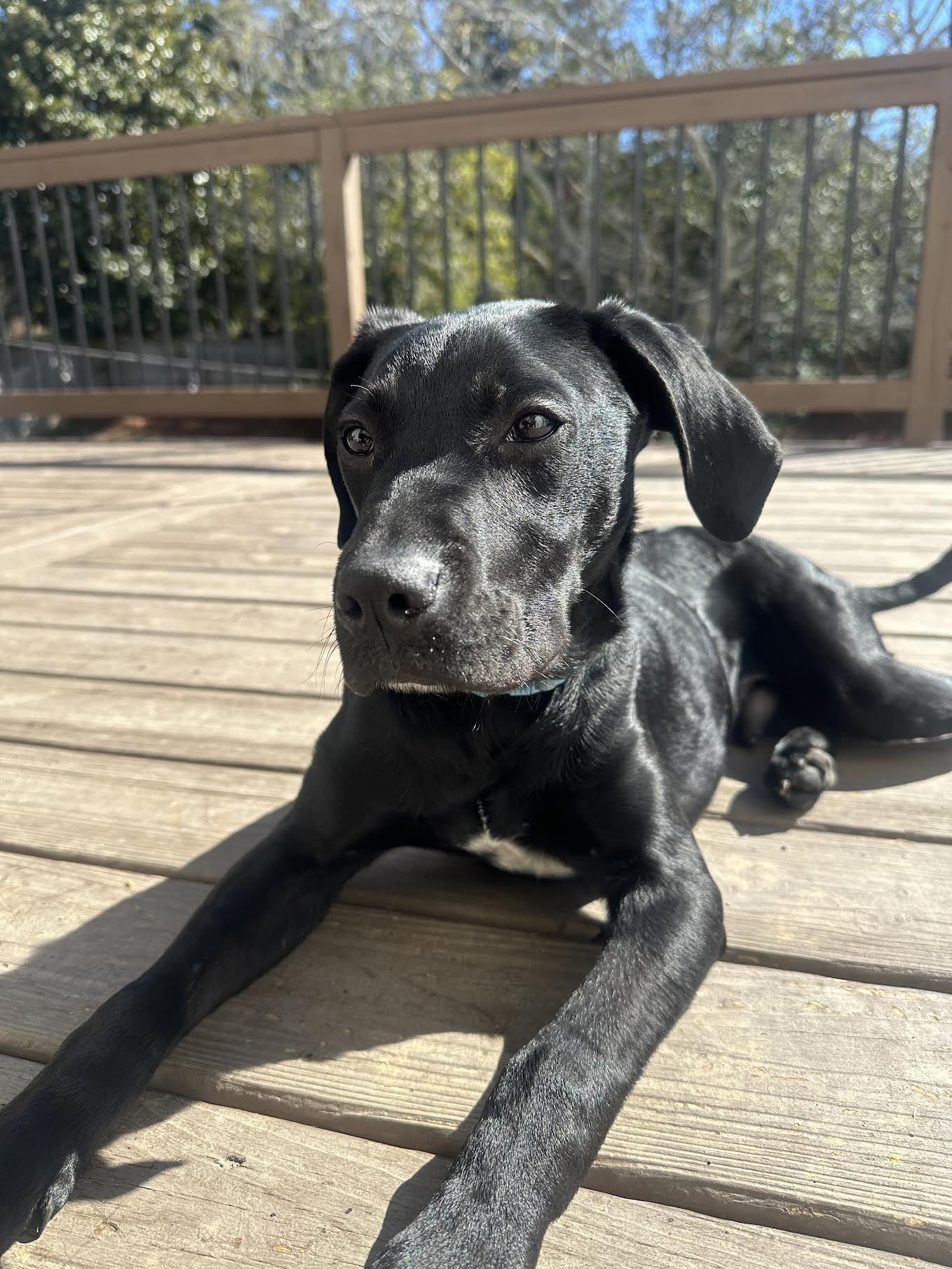 Alphie, an adopted mixed breed in Cumming, GA image 5/6