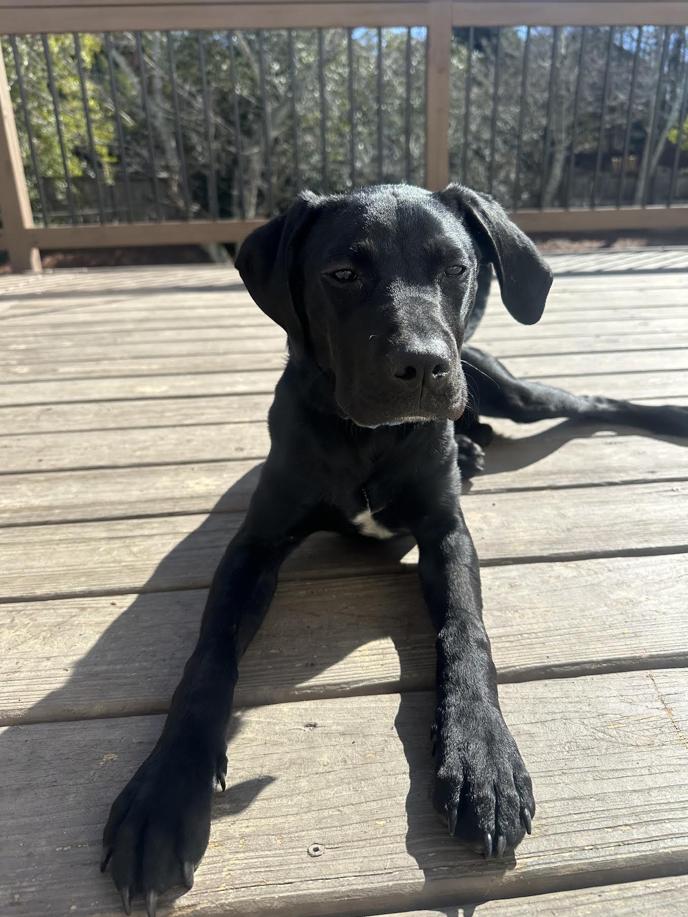 Alphie, an adopted mixed breed in Cumming, GA image 4/6