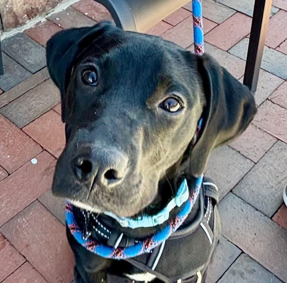 Alphie, an adopted mixed breed in Cumming, GA image 1/6