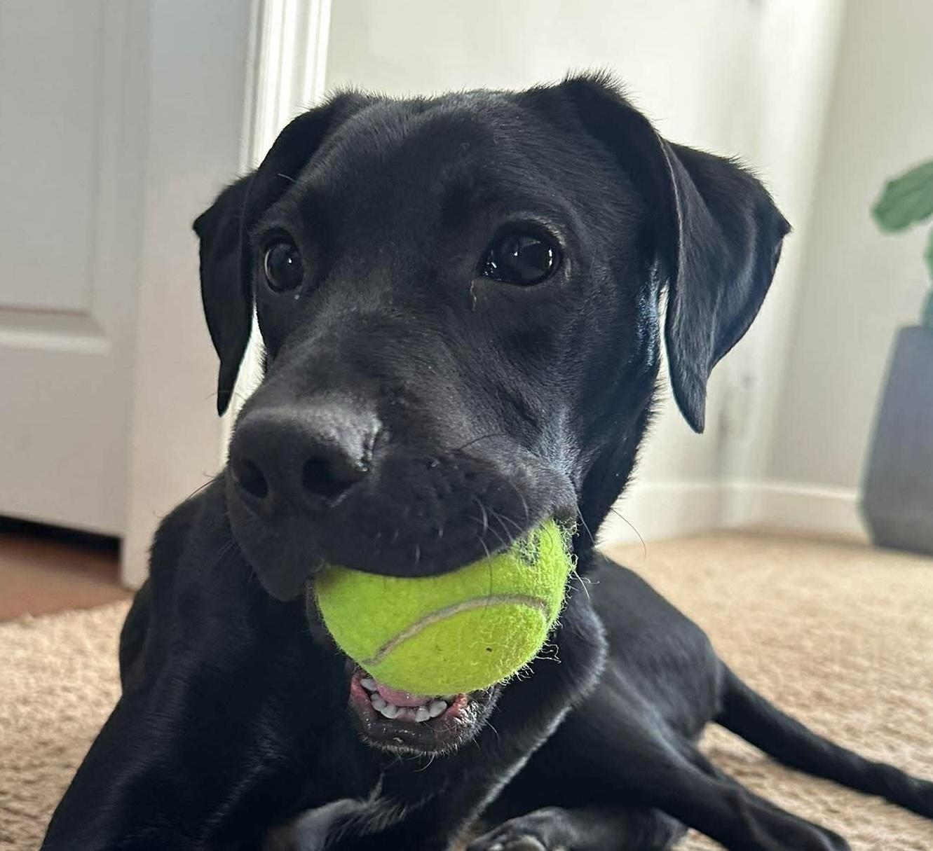 Alphie, ADOPTABLE, Puppy Male Labrador Retriever & Hound.