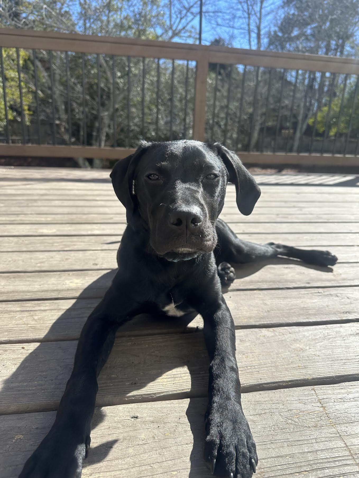 Alphie, an adopted mixed breed in Cumming, GA image 6/6