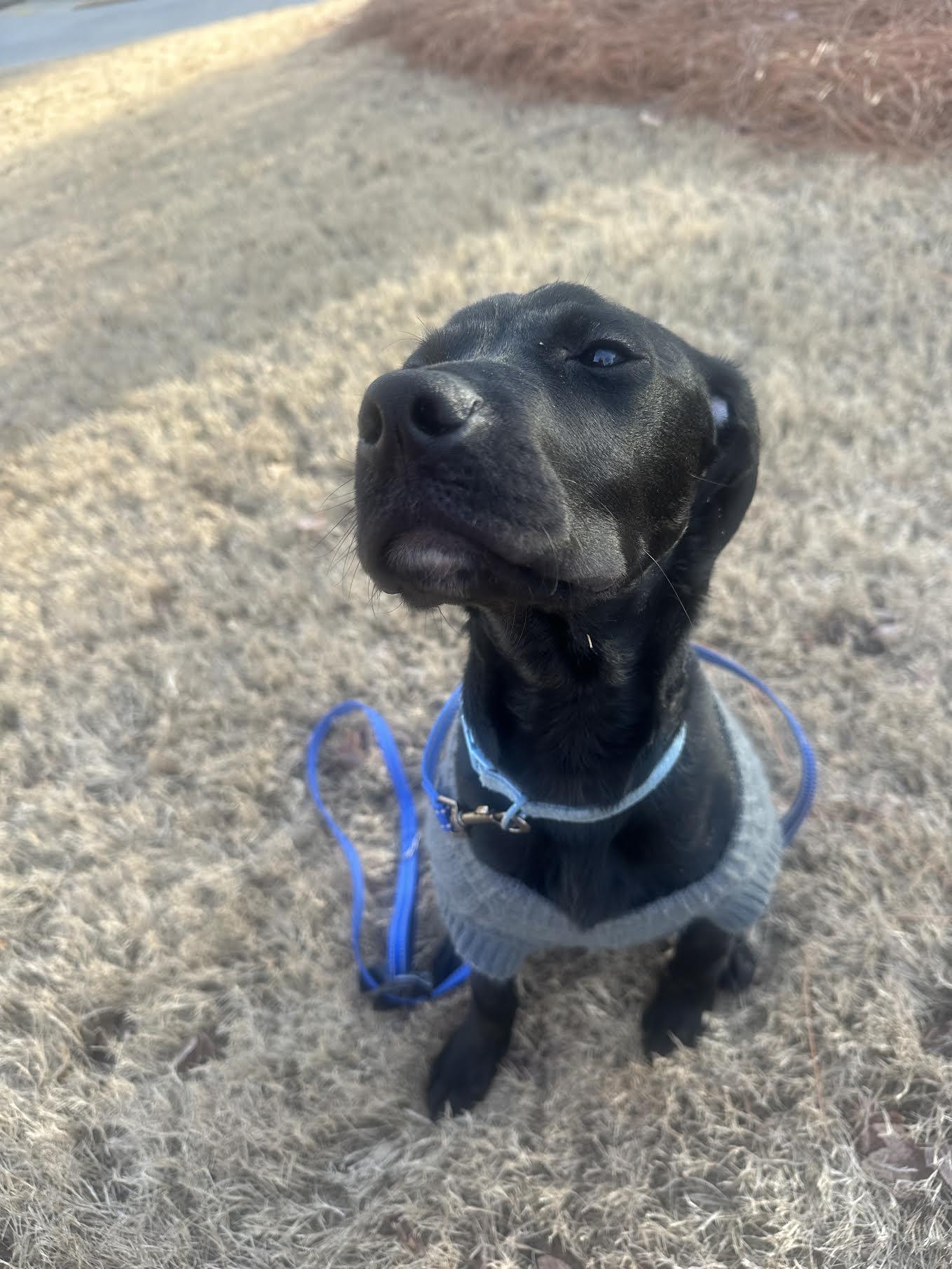 Enlarge Alphie, a ADOPTABLE mixed breed in Cumming, GA image 3/5